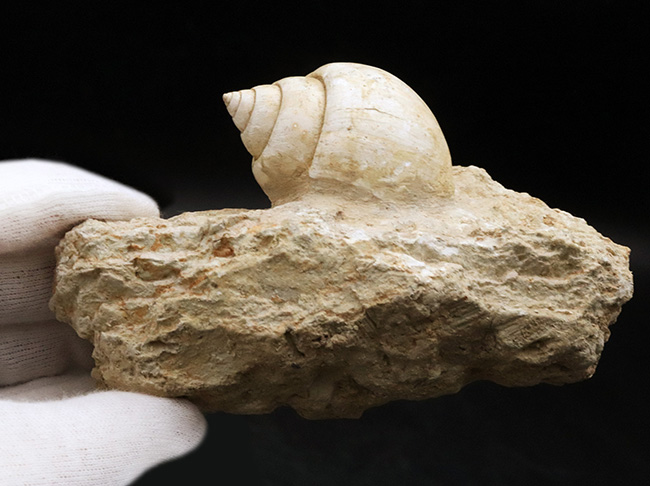 ベスト・オブ・ベスト！およそ５５００万年前のフランスの地層で発見された巻き貝、ナティカ（Natica）の母岩付き化石（その7）