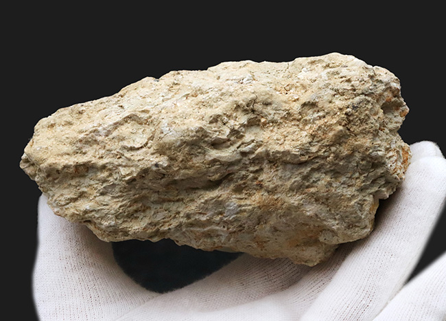 ベスト・オブ・ベスト！およそ５５００万年前のフランスの地層で発見された巻き貝、ナティカ（Natica）の母岩付き化石（その8）