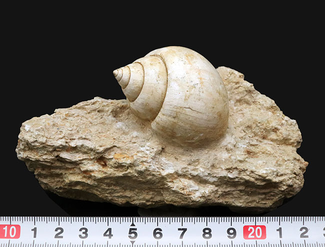 ベスト・オブ・ベスト！およそ５５００万年前のフランスの地層で発見された巻き貝、ナティカ（Natica）の母岩付き化石（その9）