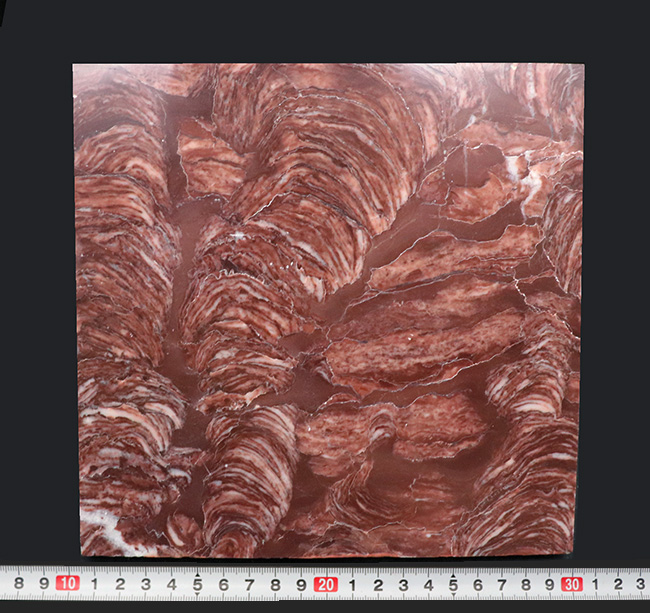 背を向けて眠れない、誠にありがたき存在、およそ17億年前、地球に