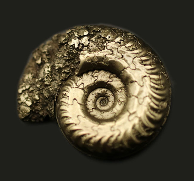 パイライト化(黄鉄鉱化)した、ジュラ紀フランス産アンモナイト(Ammonite)の殻の化石(その1)