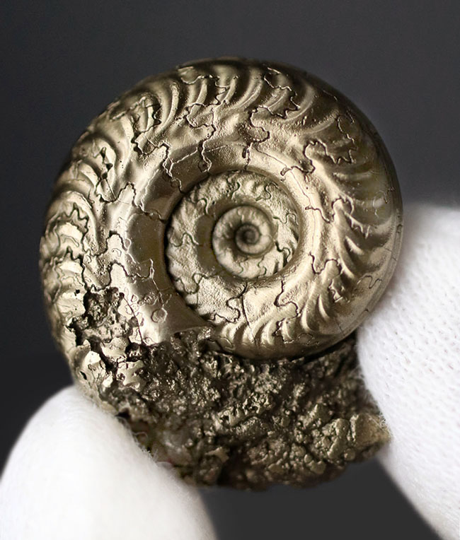 パイライト化(黄鉄鉱化)した、ジュラ紀フランス産アンモナイト(Ammonite)の殻の化石(その2)
