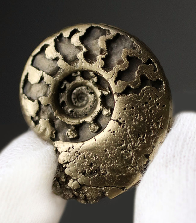 パイライト化（黄鉄鉱化）した、ジュラ紀フランス産アンモナイト（Ammonite）の殻の化石（その3）
