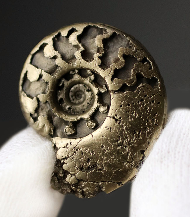 パイライト化(黄鉄鉱化)した、ジュラ紀フランス産アンモナイト(Ammonite)の殻の化石(その3)
