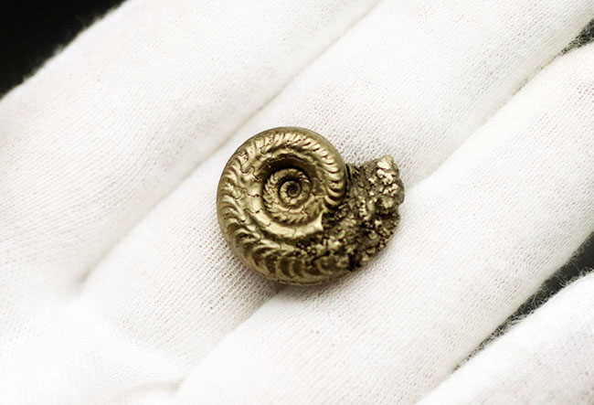 パイライト化（黄鉄鉱化）した、ジュラ紀フランス産アンモナイト（Ammonite）の殻の化石（その4）