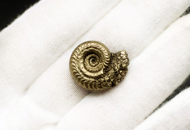 パイライト化(黄鉄鉱化)した、ジュラ紀フランス産アンモナイト(Ammonite)の殻の化石(その4)