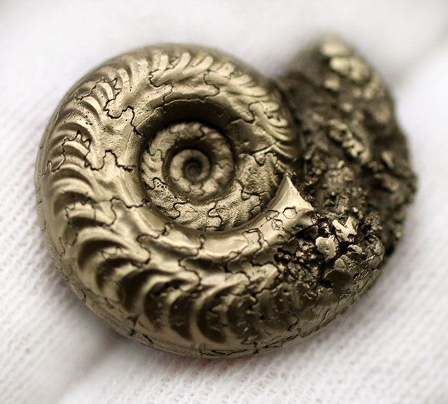パイライト化（黄鉄鉱化）した、ジュラ紀フランス産アンモナイト（Ammonite）の殻の化石（その5）
