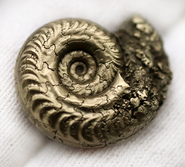 パイライト化(黄鉄鉱化)した、ジュラ紀フランス産アンモナイト(Ammonite)の殻の化石(その5)