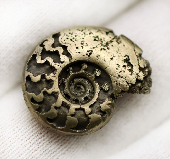 パイライト化（黄鉄鉱化）した、ジュラ紀フランス産アンモナイト（Ammonite）の殻の化石（その6）