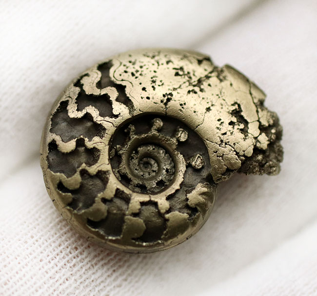 パイライト化(黄鉄鉱化)した、ジュラ紀フランス産アンモナイト(Ammonite)の殻の化石(その6)