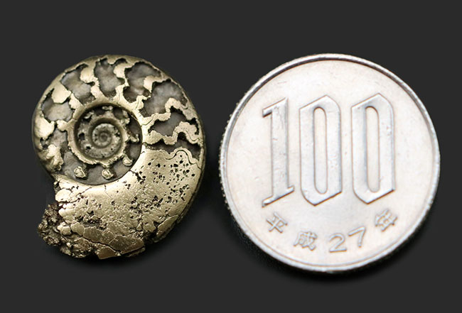 パイライト化(黄鉄鉱化)した、ジュラ紀フランス産アンモナイト(Ammonite)の殻の化石(その8)