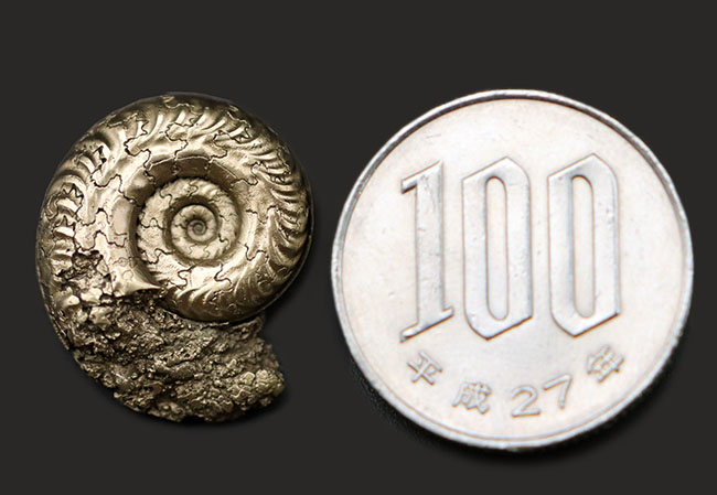 パイライト化（黄鉄鉱化）した、ジュラ紀フランス産アンモナイト（Ammonite）の殻の化石（その9）