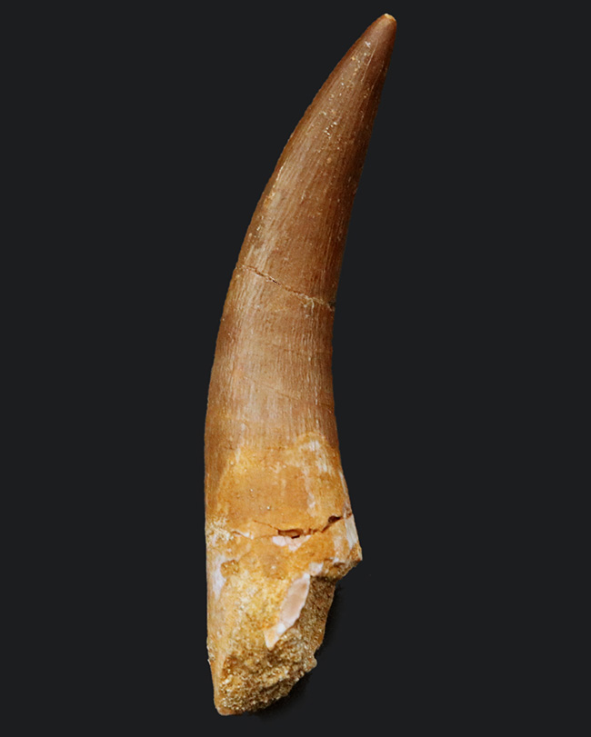 長い！樽ような胴体に長い首と４つの大きなヒレを持つ巨大水生爬虫類、エラスモサウルス（Elasmosaurs）の歯化石（その1）