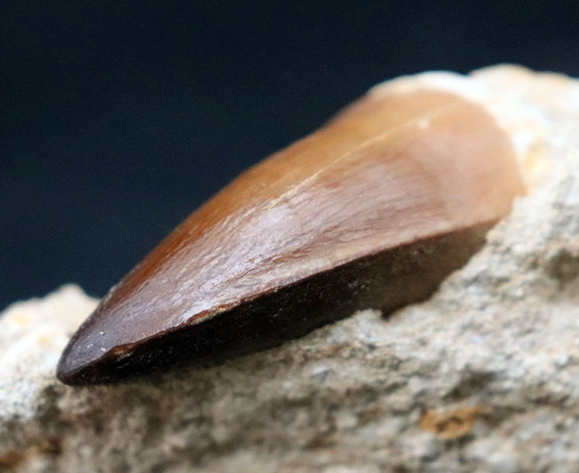 100%ナチュラル、これ以上望めないほど、完璧な保存状態を示している、白亜紀の海のキング、モササウルス(Mosasaurus)の歯化石(その2)