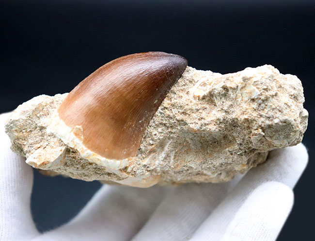 100%ナチュラル、これ以上望めないほど、完璧な保存状態を示している、白亜紀の海のキング、モササウルス(Mosasaurus)の歯化石(その3)