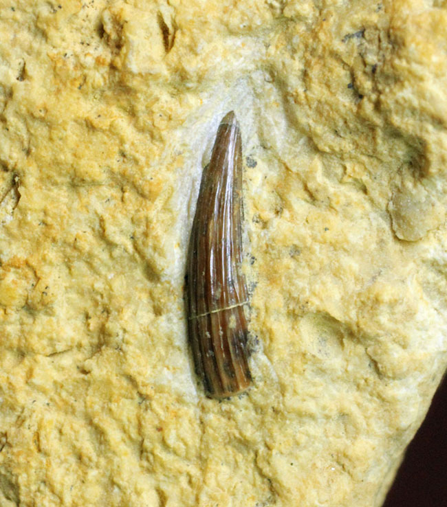 マニアックながら一時代を築き、有名海棲爬虫類の祖先だったノトサウルス(Nothosaurus sp.)の良質歯化石(その1)