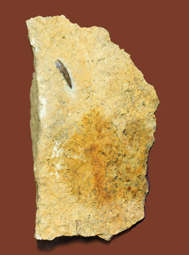 マニアックながら一時代を築き、有名海棲爬虫類の祖先だったノトサウルス(Nothosaurus sp.)の良質歯化石(その2)