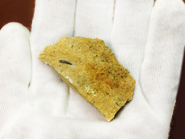 マニアックながら一時代を築き、有名海棲爬虫類の祖先だったノトサウルス(Nothosaurus sp.)の良質歯化石(その3)