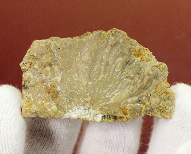 マニアックながら一時代を築き、有名海棲爬虫類の祖先だったノトサウルス(Nothosaurus sp.)の良質歯化石(その4)