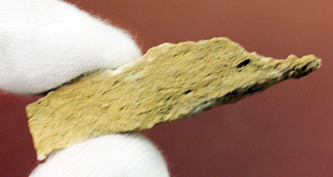 マニアックながら一時代を築き、有名海棲爬虫類の祖先だったノトサウルス(Nothosaurus sp.)の良質歯化石(その5)