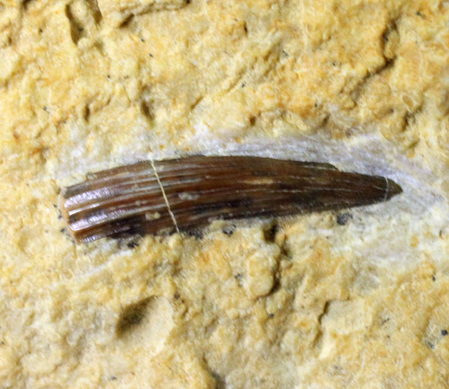 マニアックながら一時代を築き、有名海棲爬虫類の祖先だったノトサウルス(Nothosaurus sp.)の良質歯化石(その6)