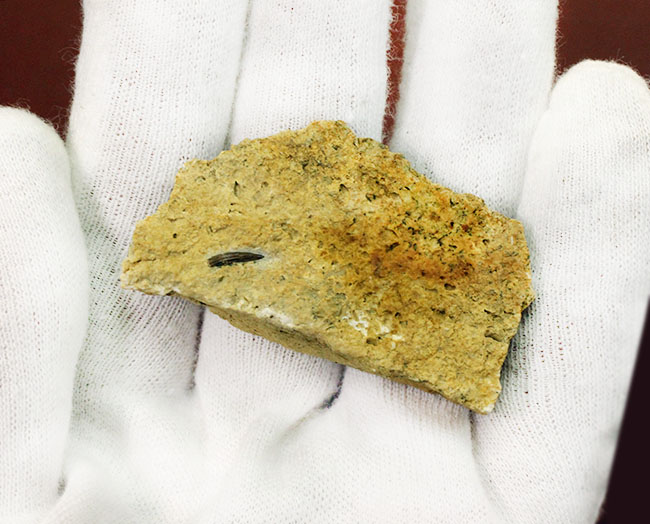 マニアックながら一時代を築き、有名海棲爬虫類の祖先だったノトサウルス(Nothosaurus sp.)の良質歯化石(その7)