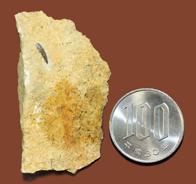 マニアックながら一時代を築き、有名海棲爬虫類の祖先だったノトサウルス(Nothosaurus sp.)の良質歯化石(その8)