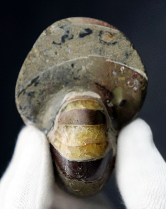 世界的な大絶滅を何度も切り抜けたオウムガイ(Nautilus)の殻の化石。恐竜時代の標本(その2)