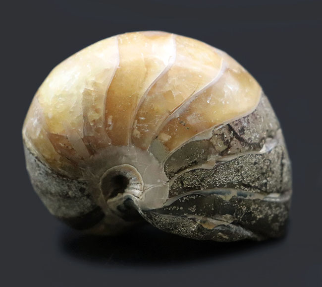 世界的な大絶滅を何度も切り抜けたオウムガイ(Nautilus)の殻の化石。恐竜時代の標本(その3)