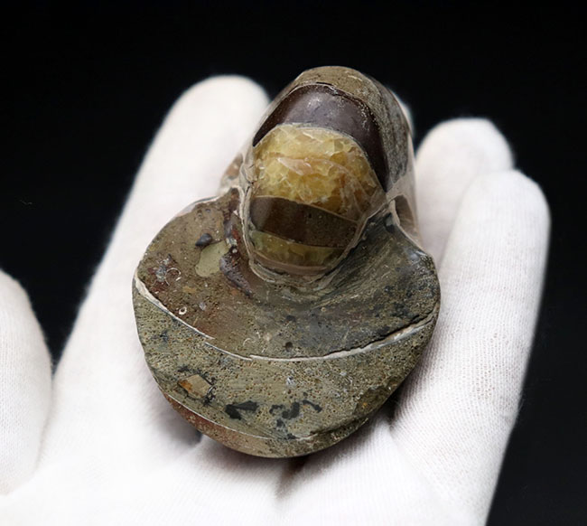 世界的な大絶滅を何度も切り抜けたオウムガイ(Nautilus)の殻の化石。恐竜時代の標本(その4)