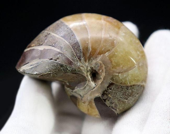 世界的な大絶滅を何度も切り抜けたオウムガイ(Nautilus)の殻の化石。恐竜時代の標本(その5)