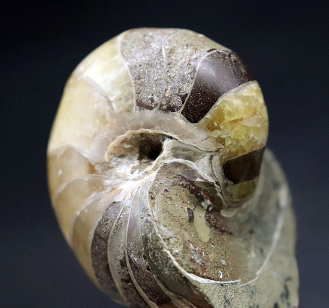 世界的な大絶滅を何度も切り抜けたオウムガイ（Nautilus）の殻の化石。恐竜時代の標本（その6）
