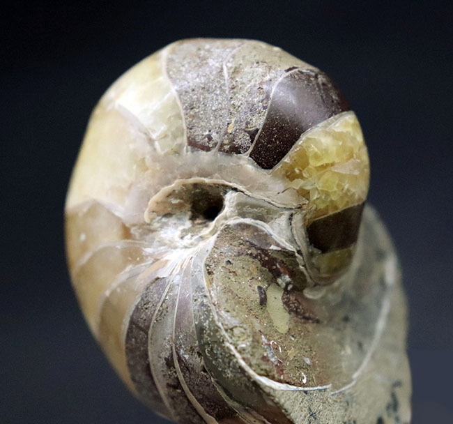 世界的な大絶滅を何度も切り抜けたオウムガイ(Nautilus)の殻の化石。恐竜時代の標本(その6)