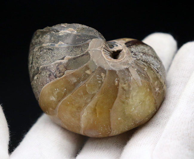 世界的な大絶滅を何度も切り抜けたオウムガイ(Nautilus)の殻の化石。恐竜時代の標本(その7)
