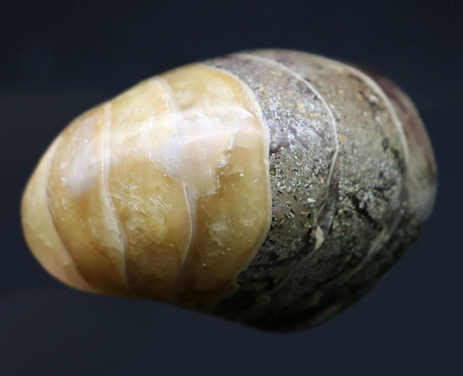 世界的な大絶滅を何度も切り抜けたオウムガイ(Nautilus)の殻の化石。恐竜時代の標本(その8)