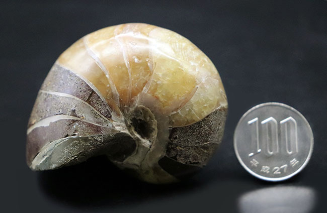 世界的な大絶滅を何度も切り抜けたオウムガイ（Nautilus）の殻の化石。恐竜時代の標本（その9）