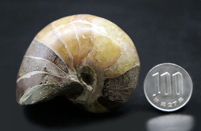 世界的な大絶滅を何度も切り抜けたオウムガイ(Nautilus)の殻の化石。恐竜時代の標本(その9)
