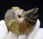 世界的な大絶滅を何度も切り抜けたオウムガイ（Nautilus）の殻の化石。恐竜時代の標本