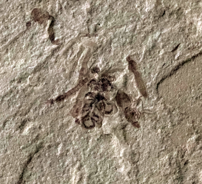 珍しい!およそ5000万年前の羽虫(ハエと推察)を内包したグリーン・リバー層の化石(その1)