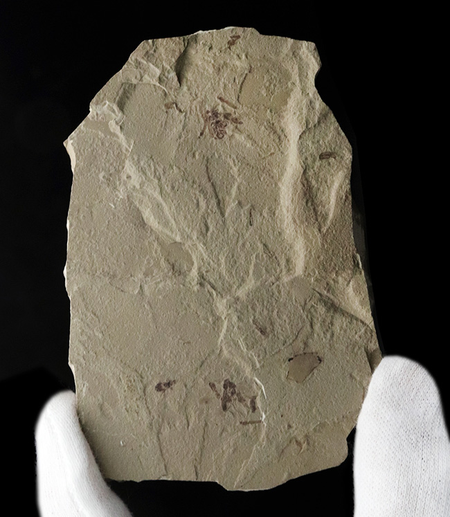 珍しい!およそ5000万年前の羽虫(ハエと推察)を内包したグリーン・リバー層の化石(その2)