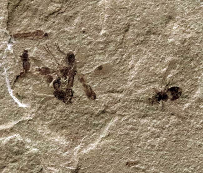 珍しい！およそ５０００万年前の羽虫（ハエと推察）を内包したグリーン・リバー層の化石（その3）