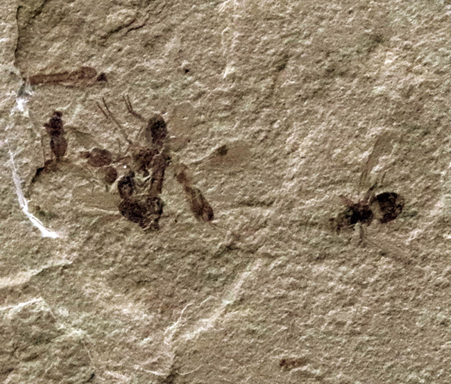 珍しい!およそ5000万年前の羽虫(ハエと推察)を内包したグリーン・リバー層の化石(その3)