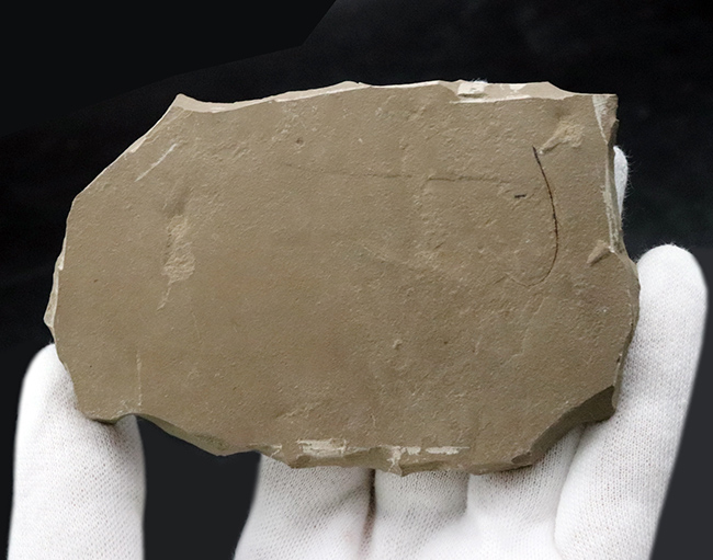 珍しい!およそ5000万年前の羽虫(ハエと推察)を内包したグリーン・リバー層の化石(その4)