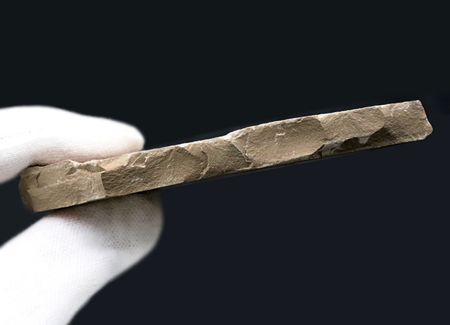 珍しい!およそ5000万年前の羽虫(ハエと推察)を内包したグリーン・リバー層の化石(その5)