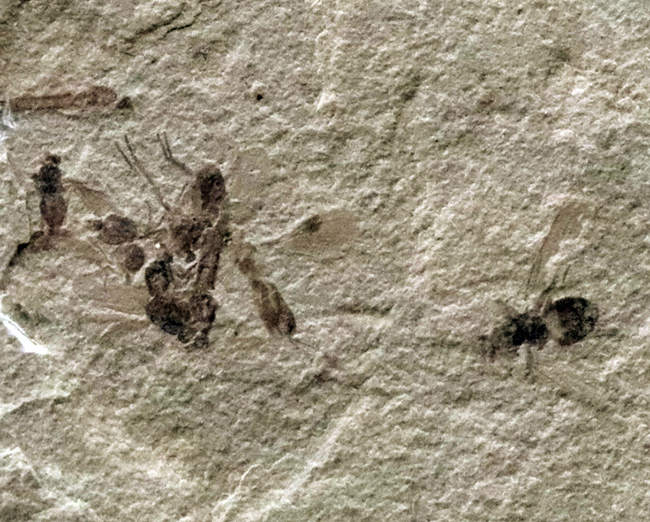 珍しい！およそ５０００万年前の羽虫（ハエと推察）を内包したグリーン・リバー層の化石（その6）