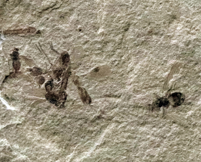 珍しい!およそ5000万年前の羽虫(ハエと推察)を内包したグリーン・リバー層の化石(その6)