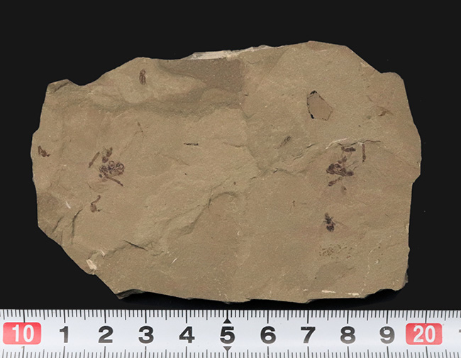 珍しい!およそ5000万年前の羽虫(ハエと推察)を内包したグリーン・リバー層の化石(その7)
