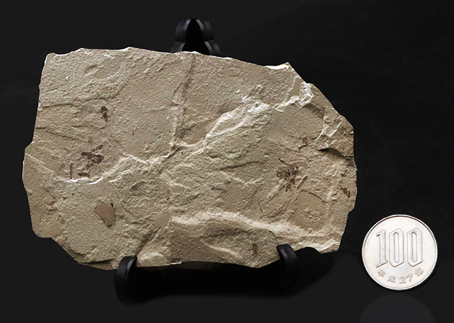 珍しい！およそ５０００万年前の羽虫（ハエと推察）を内包したグリーン・リバー層の化石（その8）