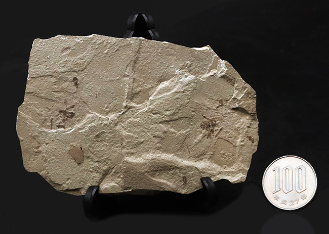 珍しい!およそ5000万年前の羽虫(ハエと推察)を内包したグリーン・リバー層の化石(その8)