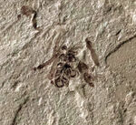 珍しい！およそ５０００万年前の羽虫（ハエと推察）を内包したグリーン・リバー層の化石